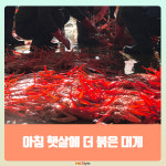 [카드뉴스] 후포항 붉은 대게, 지금이 제철