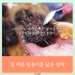 [카드뉴스] 성게 미식 여행 -  강원도 고성 ‘초도리’