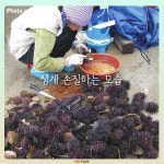 [카드뉴스] 성게 미식 여행 -  강원도 고성 ‘초도리’