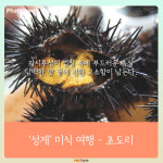 [카드뉴스] 성게 미식 여행 -  강원도 고성 ‘초도리’