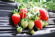 논산 딸기 여행 – 겨울철 별미 ‘설향’을 맛보다