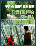 [카드뉴스] 푸른 숲 사이로 힐링 여행 - 전남 담양 ‘죽녹원&메타세콰이어 가로수길’ 