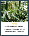[카드뉴스] 푸른 숲 사이로 힐링 여행 - 전남 담양 ‘죽녹원&메타세콰이어 가로수길’ 