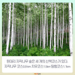 [카드뉴스] 숲 속 힐링 - 강원도 인제 ‘원대리 자작 나무숲’ 