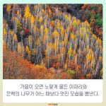 [카드뉴스] 숲 속 힐링 - 강원도 인제 ‘원대리 자작 나무숲’ 