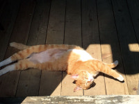 펫 라이프 레슨 | 고양이와의 산책은 가능할까?