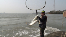 [오늘의 MBN] 해남 울돌목 숭어잡이의 전설