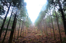 제주 거문오름 트레킹 - 바람의 길목, 곶자왈을 만나다 