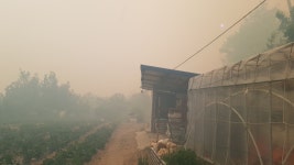 강릉 대관령 산불…동해고속도로 일부 구간 전면통제