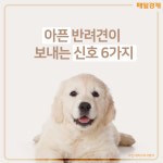 [카드뉴스] 아픈 반려견이 보내는 신호 6가지