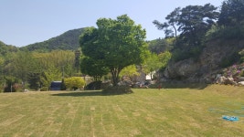 옥천군 명물 마로니에 숲 캠핑장