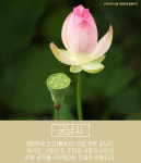 [카드뉴스] 은은한 연꽃향기 가득 - 부여 ‘서동 연꽃축제’