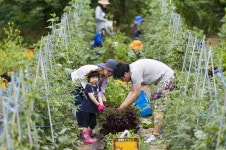 한국토요타, `2017 주말농부` 두 번째 팜 파티 열어