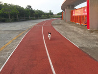 `新견생열전` 의뭉 입양견과 초보 반려인의 좌충우돌 동상이몽 주인이란 자를 관찰해 보니, 오호 통재라!