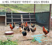 독성 몰랐다 발뺌 농장주 vs 흙속에서 키워요 착한 양계農