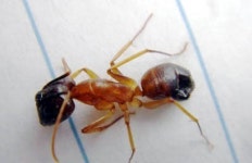 확산되는 `살인 독개미` 공포증…물렸을 때 주의사항은