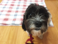 [`新견생열전` 능청 입양견과 초보 반려인의 좌충우돌 동상이몽] 미용과 열흘의 법칙