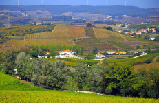 세계 10위 와인 생산지를 가다 - 따봉! 포르투갈 (1)