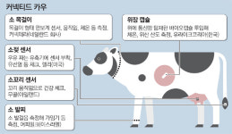 IoT로 소 키우는 `커넥티드 카우` 뜬다