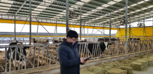 IoT로 소 키우는 `커넥티드 카우` 뜬다