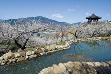 `봄의 전령` 매화, 사진 찍기 좋은 곳은…