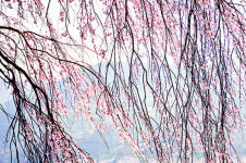 [션표의 두근두근 여행일기] 우리의 봄은 섬진강을 따라오니께~