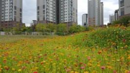 초등학교를 품은 직주근접지, `DMC파크뷰자이` 관심 꾸준