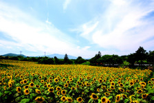 [여름 N 제주] 놓치면 후회 할 7월 제주 여행지