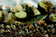 [Cool 플레이스] 추천 피서 키워드 `얼음골`과 `열목어`만 알고 떠나세요