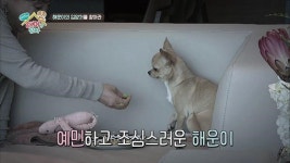 [MBN] 해피에게 새로운 가족이 생기다?! `우리 집에 해피가 왔다` 이별, 그리고 만남
