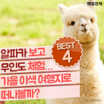 [카드뉴스] 알파카 보고 무인도 체험…가을 이색 여행지로 떠나볼까?