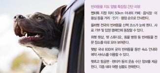 반려동물과 여행하기-여행 가냥? 나도 가개!
