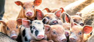 [포토] 새해엔 황금돼지처럼 풍요롭게