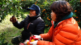 [오늘의 MBN] 제주도 감귤댁은 남편이 필요해