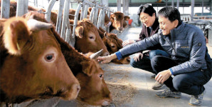 한우 살아남으려면 값 20%는 내려야…농가도 비용혁신 절실