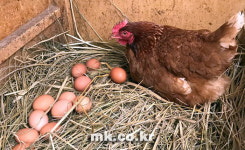 오픈된 닭장이지만 겨울에 그 흔한(?) 조류독감 한번 없었다