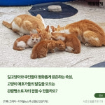 [카드뉴스] 우리나라에 ‘고양이섬’ 생긴다? 사람보다 고양이 많은 ‘쑥섬’