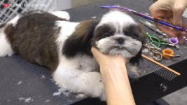 예민한 강아지도 잠드는 애견 미용실이 있다?