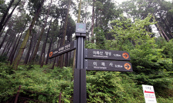[걷기 프로젝트] 케이블카로 유명한 통영 미륵산 걸어 올라야 볼 수 있는 편백나무 정취
