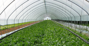 현대그린푸드, 노화방지 `폴리페놀 채소` 3종 출시