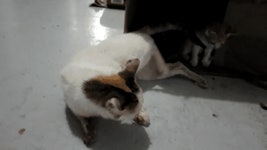 안락사의 기억, 코없는 고양이 `마일로`의 마지막 순간