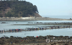 `신비의 바닷길` 충남 보령 무창포 해수욕장 13일 개장