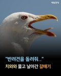 [카드뉴스] 반려견을 돌려줘… 치와와 물고 날아간 갈매기