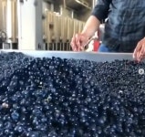 빅뱅 탑, SNS ‘와인 농장’ 사진 화제…`탑 소유 아르헨티나 포도밭?’