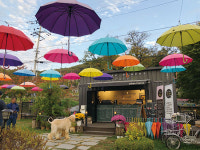 인생 사진의 성지-가을이 가장 먼저 오는 곳, 가평