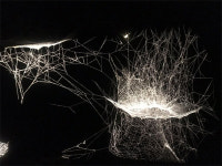 토마스 사라세노 거미는 내 작업 동반자…공생을 배웠다