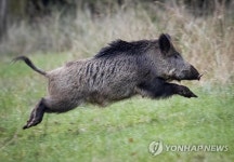 50대 여성 귀가하다 멧돼지 떼에 공격당해 결국