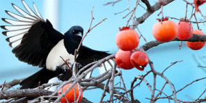[포토에세이] 잘 익은 까치밥