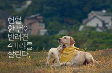 반려견 헌혈 문화…피는 ‘나누는’ 것