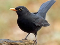 검은새는 불안을 타고 운다.